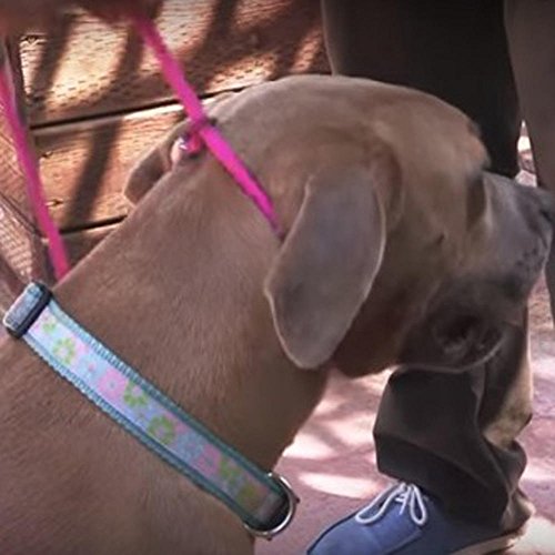 Cesar Millan Leine - Trainingsleine für Hunde - 2in1 Halsband Hund und Leine - Slip Lead - Retrieverleine mit integrierter Halsung (Small/Medium - Farbe: Rot/Olive) - Länge 120 cm, Durchmesser 1 cm