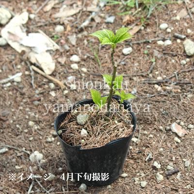 Amazon | ハナイカダ 10.5cmポット雄雌無選別1本植え苗 樹高20cm