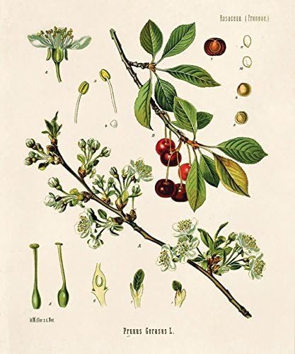 16" x 20" Vintage Botanical Cherry Blossom Tree and Fruit Diagram Chart Flower Poster Reproduction Print