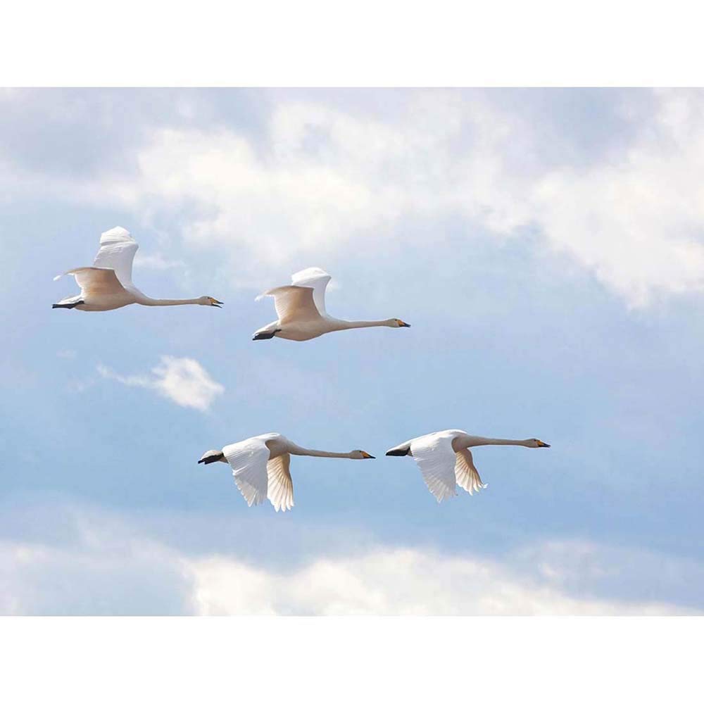 Wee Blue Coo Whooper Swan Flying Sky Art Print Poster Wall Decor 12X16 Inch