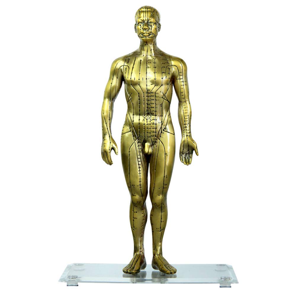 Sjdopulse Men's Pure Copper Acupuncture Model - 50Cm Medical Acupuncture Model - Acupuncture Model Super Clear Lettering Chinese Medicine Meridian Massage