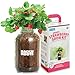 Back to The Roots Organic Strawberry Grow Kit — Grows Year Round, Includes Everything Needed for Planting
