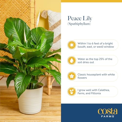 Image of Costa Farms Peace Lily Extra Large Live Plant in Plastic Pot, Air Purifying Flowering Indoor Houseplant, Perfect for Home, Room, or Office Decor, Great House Warming or Birthday Gift, 3-4 Feet Tall