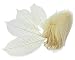 ChangThai Design 100 Skeleton Leaves Rubber Tree Natural color Scrapbooking Craft DIY CARD Wedding