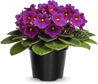 African Violet Live Plant in 4" Pot, Purple African Violets Plants Houseplant Well-Rooted, Indoor Outdoor Blooming, Holiday Flower Bush