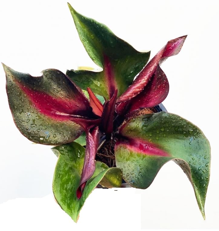 See full amazon price history chart for The Four Seasons Philodendron Red Heart Rare Natural Live Plant in Pot The Four Seasons Philodendron Red Heart Rare Natural Live Plant in Pot (B0CGQ4C8KM) Amazon Price History, Amazon Price Tracker