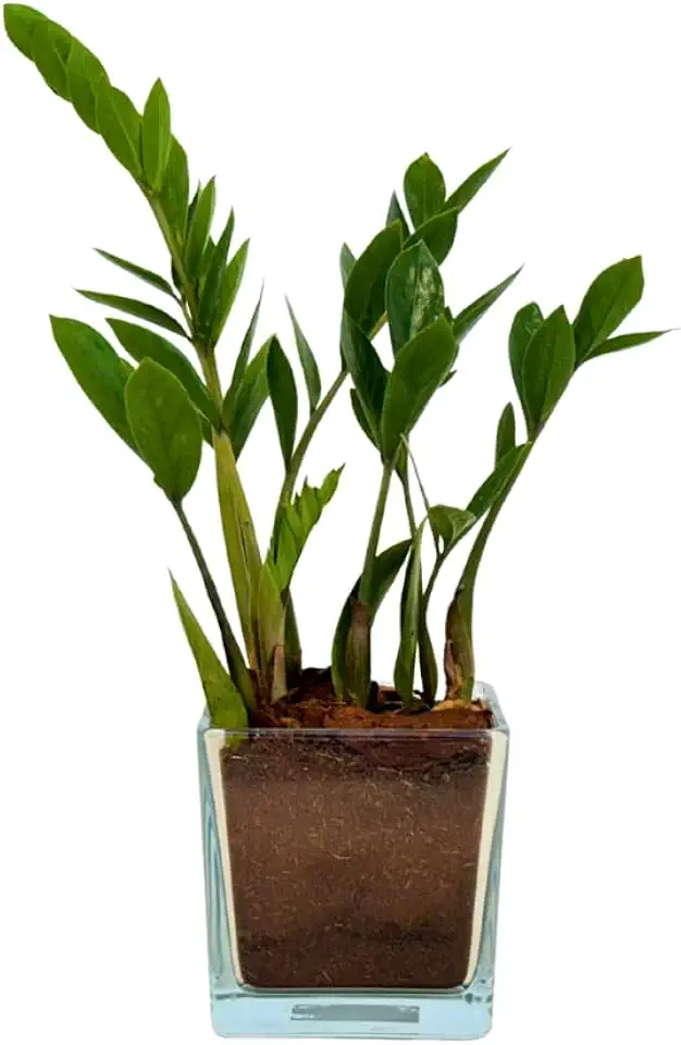 Planta Zamioculca - Kit Fortuna