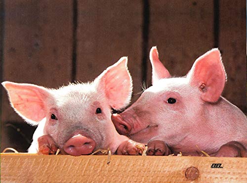 Farm Animal Pig Barnyard Kitchen Glass Cutting Board Barn Decorative Gift Farmhouse Ranch Piglets Design #TOP11