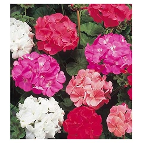Premier Seeds Direct Geranium F2 Colorama Mix Cover