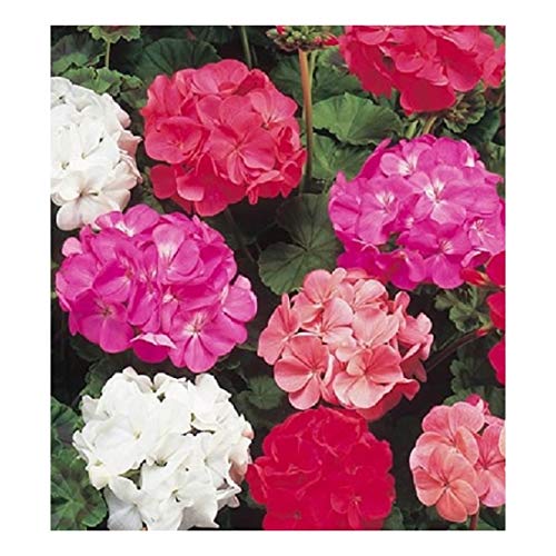 PREMIER SEEDS DIRECT - Geranium F2- COLORAMA Mix- 25 Seeds
