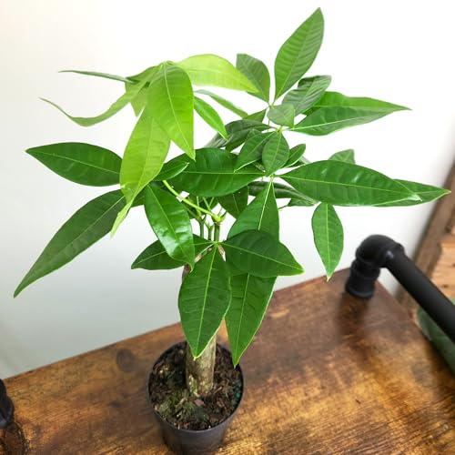 Image of Live Money Tree Plant, Pachira Aquatica Money Tree, Feng Shui Money Tree Pachira Aquatica Plant, Pachira Plant Bonsai Tree in Planter Pot With Soil, Plants for Pets, 2.5-inch pot