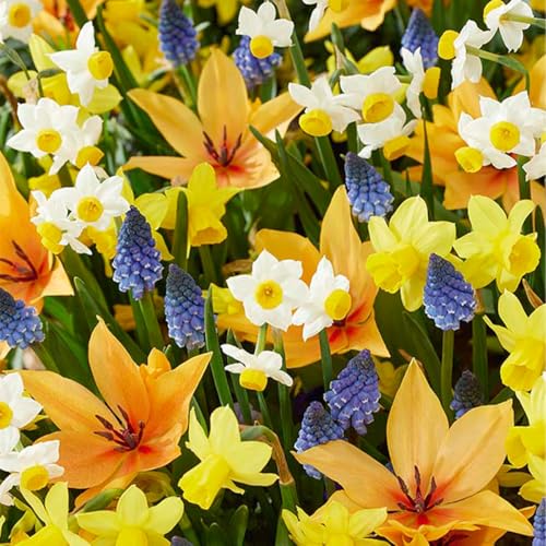 Bloomique - Mischung aus 50 - Wildblumen-Mischung - Mischung aus 4 Arten - Blumenzwiebeln - Frühlingsblüte - mehrjährige Pflanzen - wird bis zu 10 bis 25 cm groß