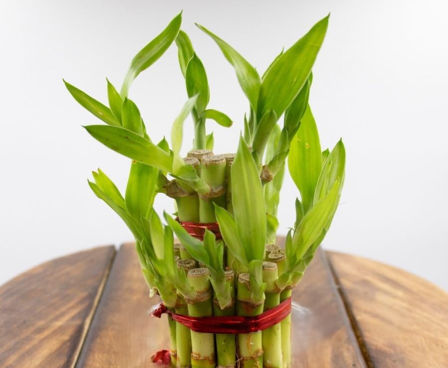 Image of Lucky Bamboo Plants | 6 Lucky Bamboo Sticks with Multi color Stones, Best feng shui plant for Home, Office, Bedroom decoration