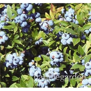 Bloom Green Co. Saldi! 100 pc/bag Blueberry bonsai commestibili Organic Heirloom frutta pianta Nano Mirtillo Bonsai Pianta in vaso Per la casa Giardino: 3
