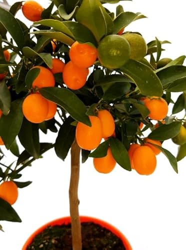 Naranjo Enano Natural Árbol de Interior Perfecto para Decorar