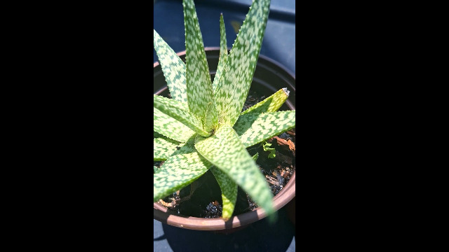 Amazon.com : Aloe 'Bright Star' ('Donnie') Rare Kelly Griffin Hybrid 6-Inch  Starter Plant : Patio, Lawn & Garden