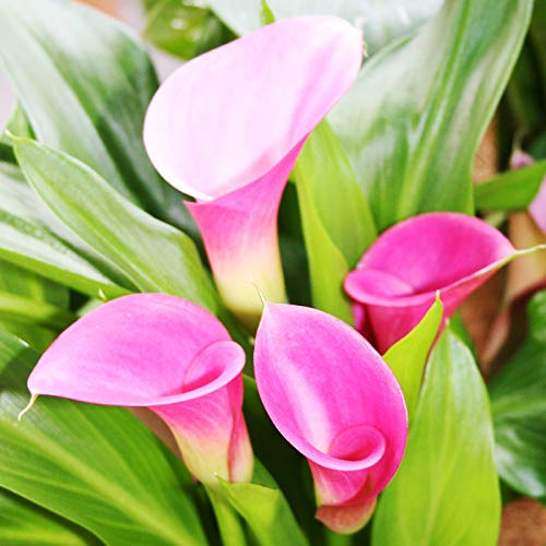Garnet Glow Calla Lily Bulbs