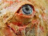 Dead Head Props Latex Flesh with Realistic Eye Prop