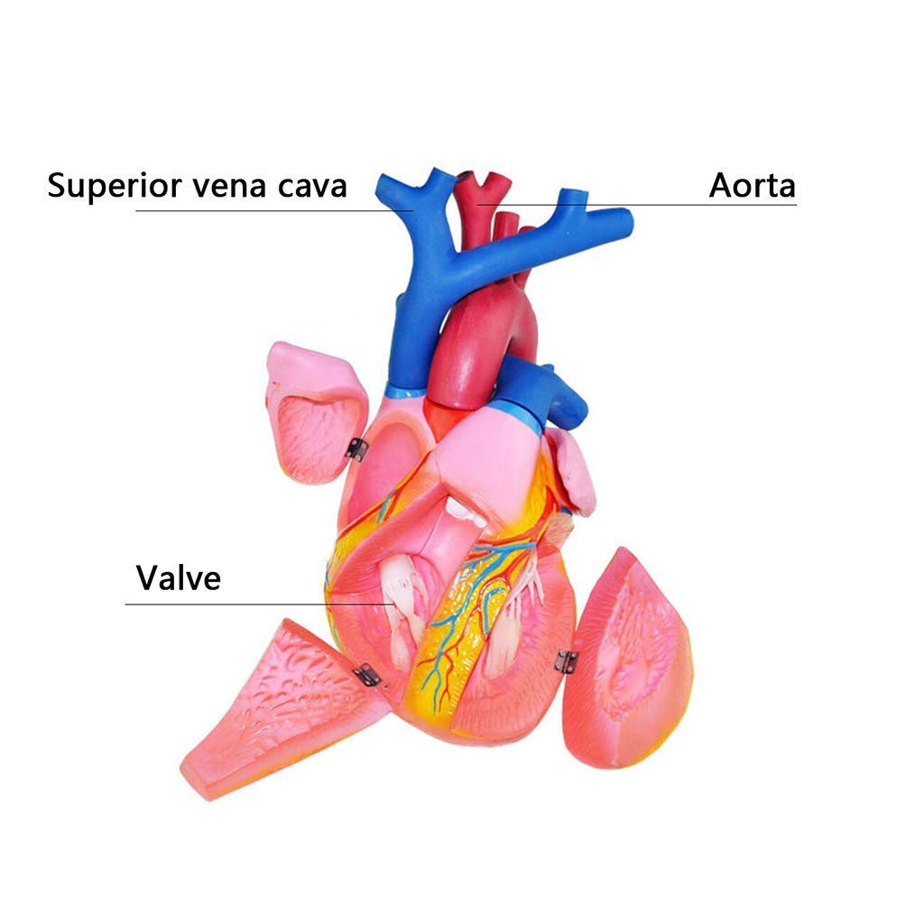 Modello anatomico Modello Cardiaco con ingrandimento 5 X - Modello anatomico di Organo Umano Modello Cardiaco Materiale PVC Modello Umano anatomico scientifico