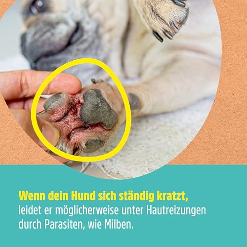 Green Hero Mittel gegen Juckreiz bei Milben 500 ml für Hunde & Katzen | Haustierpflege Spray unterstützt den Regenerationsprozess bei Grasmilben Milben Räude Reizungen Läusen Anti Juckreiz