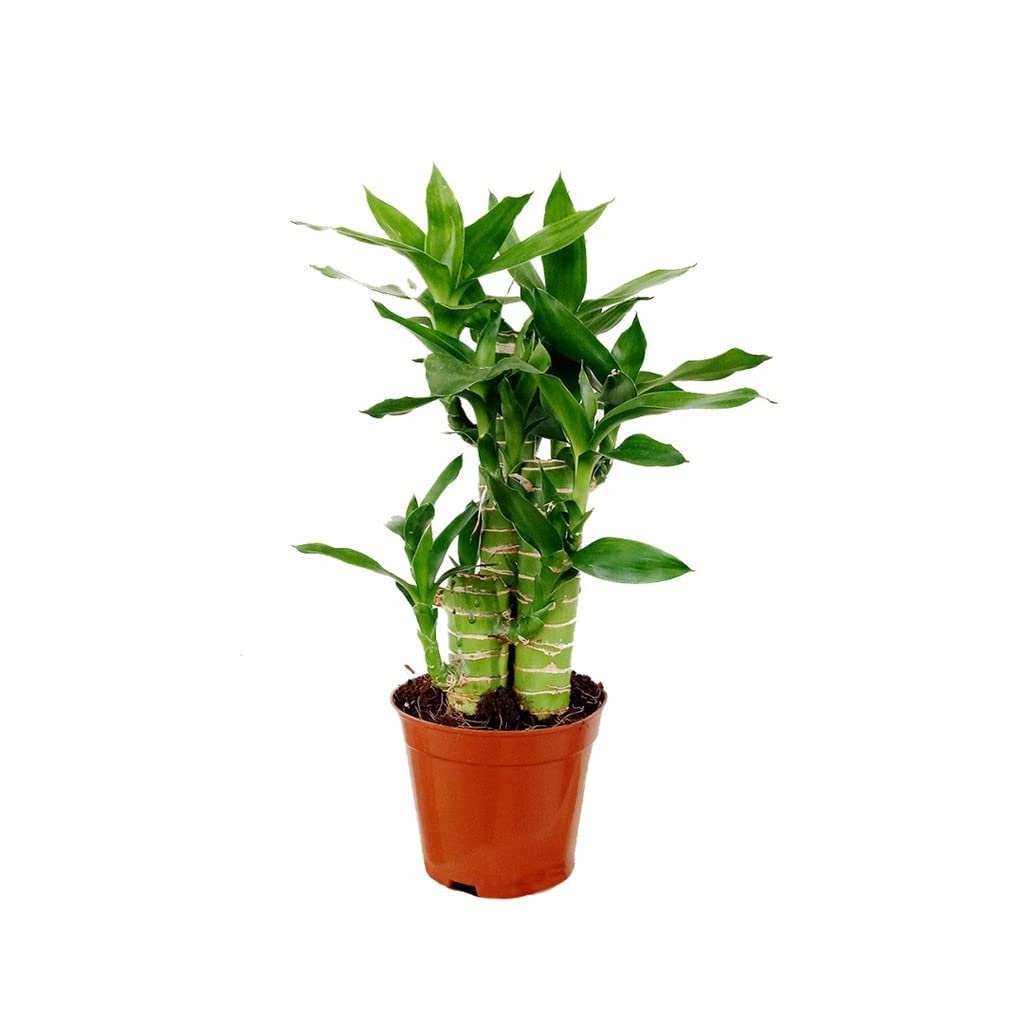 FLORA SOLUTIONS Table Plant Lotus Bamboo, 8.5 Cm Pot Lucky Plants (Balcony Healthy Live Plant