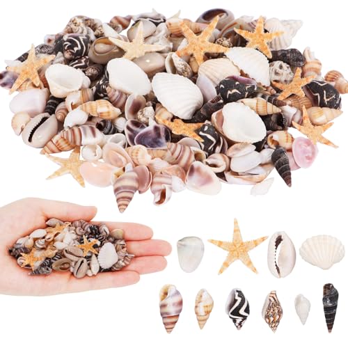 Decorazioni Conchiglia, 220pcs Conchiglie per Lavoretti Creativi, Mini Stelle Marine, per Riempire Vasi, Decorazioni Nuziali per Feste in Spiaggia, Artigianato, Acquari, Creazione di Candele (A)