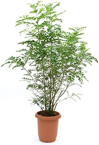 Amazon 装飾バークプレゼント シマトネリコ 中型8号 鉢