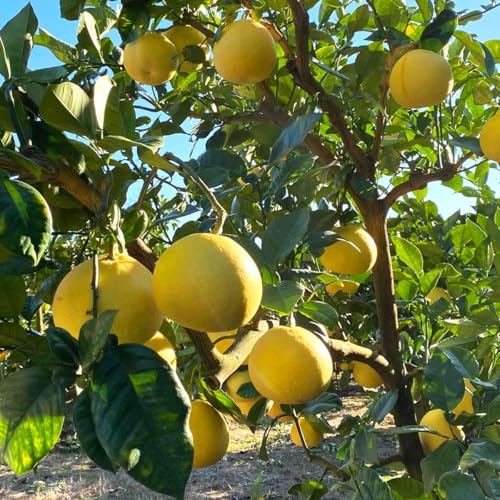 y̎|s U yU ƒp 5kg L`3LTCY  g_ hюY mY mY Ǐn Ԃ񂽂 k