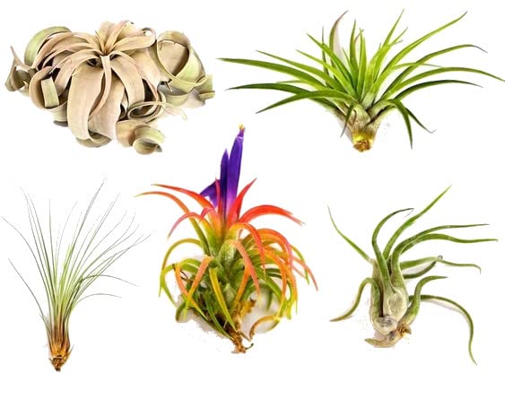 Set de 5 Plantas Aéreas Naturales Plantas para el Hogar