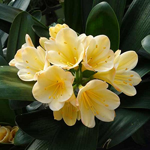 ガーデニング用品 君子蘭」の人気商品一覧 | 安い商品を通販サイトから