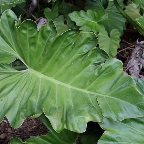 Genérico, Muda de Guaimbe 20 a 40cm AMK - Plantas Online