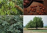 algarrobo arbol hojas Caroubier (Ceratonia siliqua) – 30 semillas frescas de árboles de chocolate – Ideal Bonsai