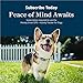 Petivity Smart GPS and Activity Pet Tracker for Dogs Powered by Purina, Waterproof Real Time Tracking GPS Dog Collar, Downloadable App, Subscription Required