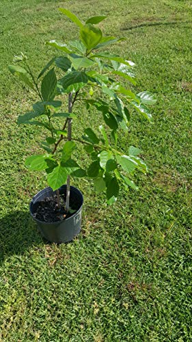 Fuyu Persimmon Tree 2-4 Feet (From Seed) #TOP3