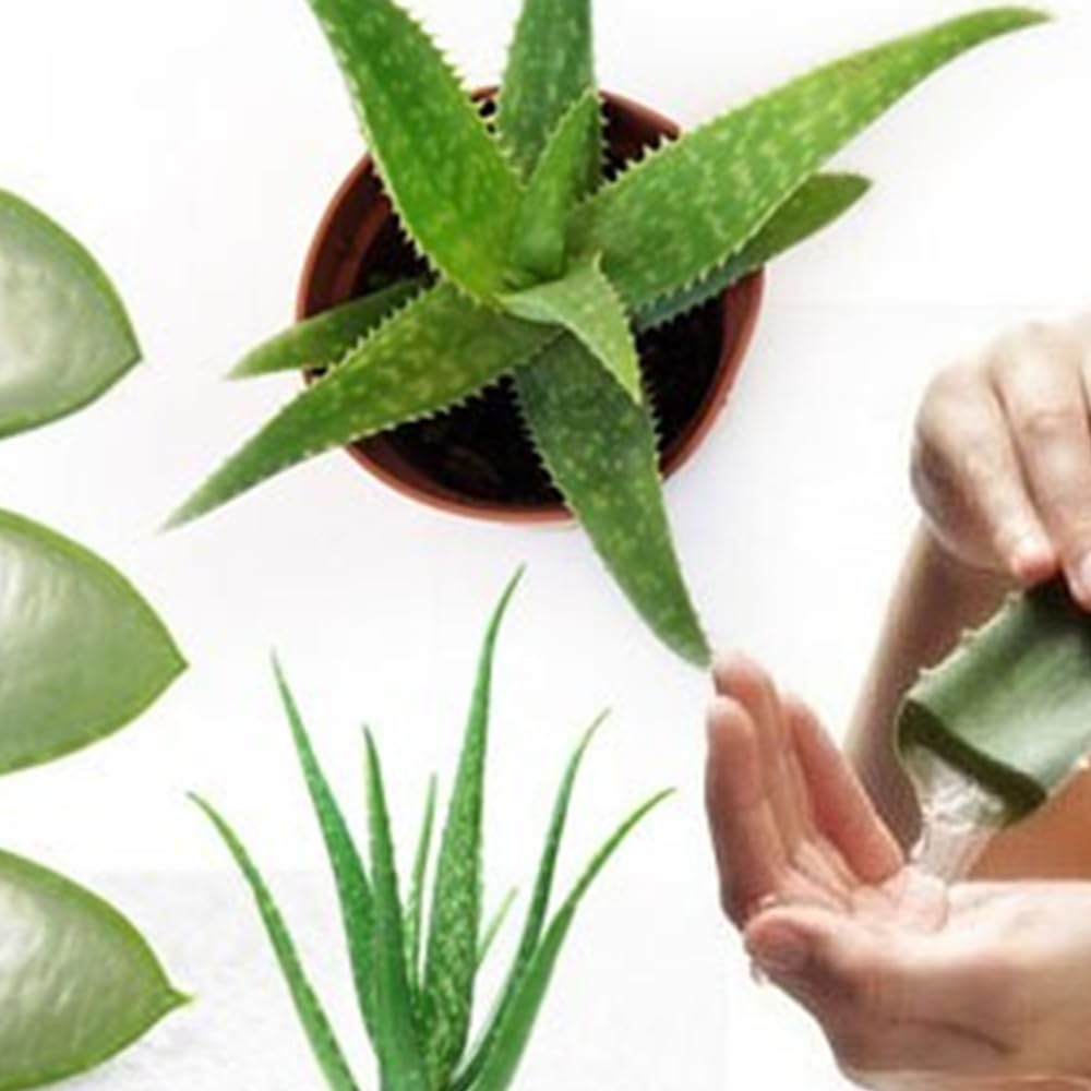 ALOE VERA GEL BEBIBLE FREEDOM, DRINKING GEL ACTIVE FREEDOM, 1000 Ml. Bebida, Jugo, Zumo, Sin Pasteurizar, Sin Edulcorantes, Ayuda a la Salud Gastrointestinal, Sistema Inmunitario y ante la Fatiga