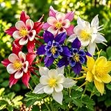 Sweet Caroline Columbine Flowers - 5 Bulb Collection - Mix of Beautiful Pink, Purple, Red, White and Yellow Blooms - Easy to Grow Perennials -Attracts Butterflies, Bees & Hummingbirds - Touch of ECO