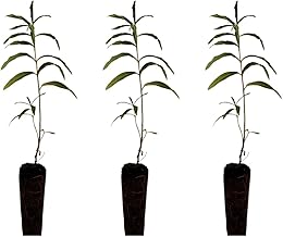 3 Natural plants Cistus Ladanifer Jara Pringosa 20-30 cm Rootball ready to plant Improves the soil, attracts pollinators, controls erosion. Spectacular aroma.