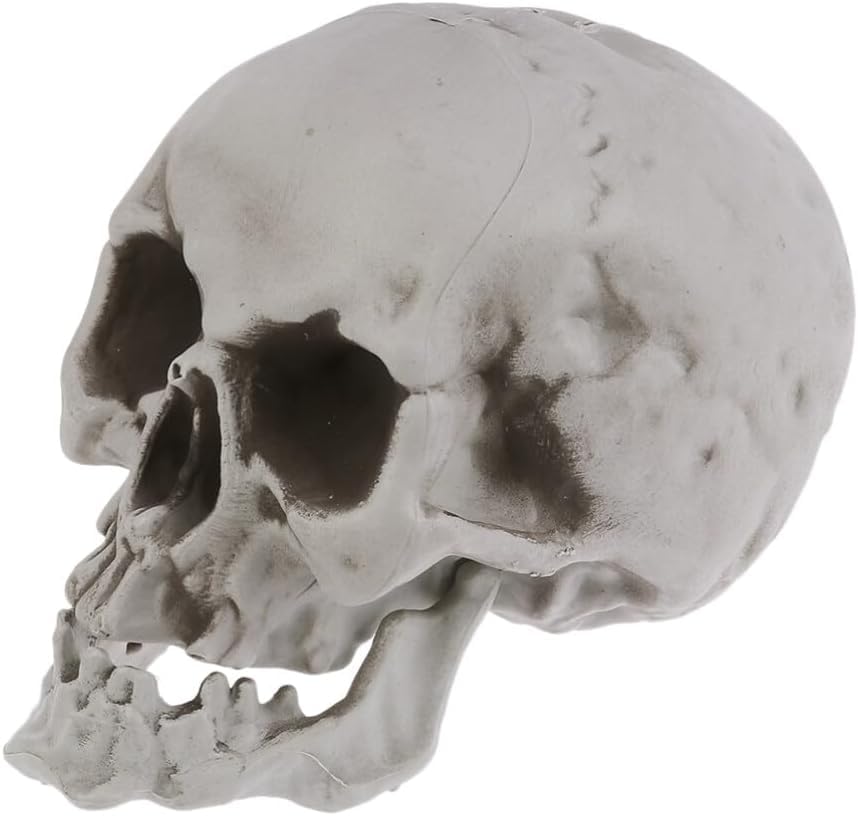 AUTOYSURSkull Ornament Creative Delicate Realistic Human Skull Statue Head Bone Model for Party, Halloween Decoration (eb200-21x16x15cm-1PCS)
