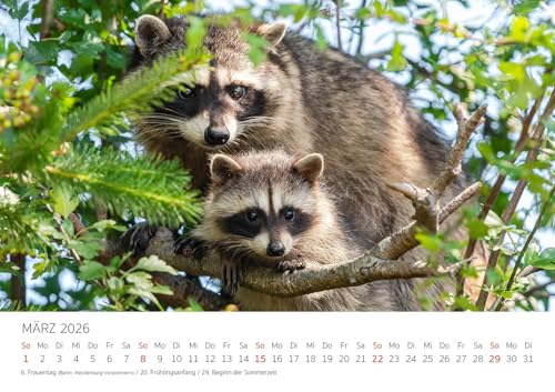 Edition Seidel Premium Kalender Die Welt der Waschbären 2026 Format DIN A3 Wandkalender Tierkalender Waschbär Nordamerika Welpen Wildtiere Waldtiere