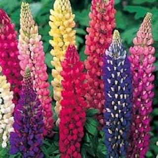 Non GMO Bulk Lupine Mix Flower Seed 7 Species of Wildflower Seeds (1/4 Lb)