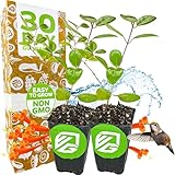 Trumpet Honeysuckle Coral Live Plant - Lonicera sempervirens...