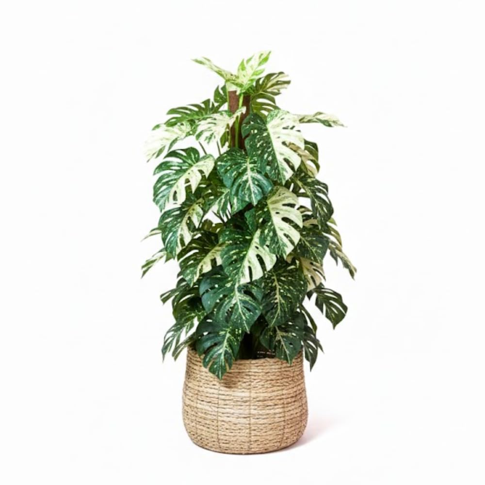 TANKDA Variegated White Monstera Live Plant