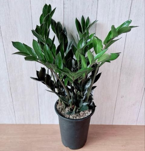観葉植物 ザミオクルカス」の人気商品一覧・価格比較 - 価格.com
