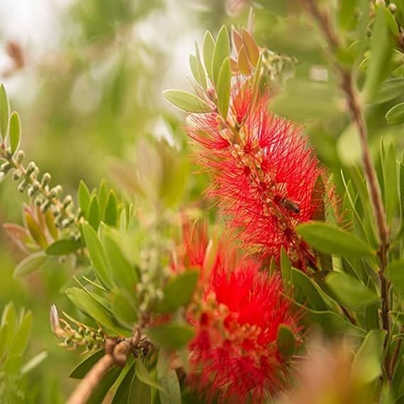 WoFLoo Bottle Brush || Bottlebrush Live Plant (Healthy Live Plant) Outdoor decor for plant Pack of 1 (B0CB6H46JL) Amazon Price History, Amazon Price Tracker
