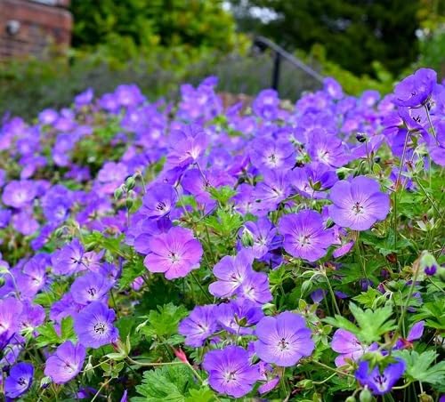 90pcs Purple Geranium Flower Seeds