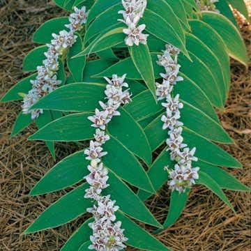 Park Seed s Toad Miyazaki Lirios Perennes, Pack de 25 Semillas