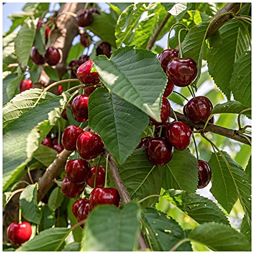 'Lapins' Cherry Tree 4-5ft Tall, Self-Fertile & Ready to Fruit,Heavy Cropper 3fatpigs®