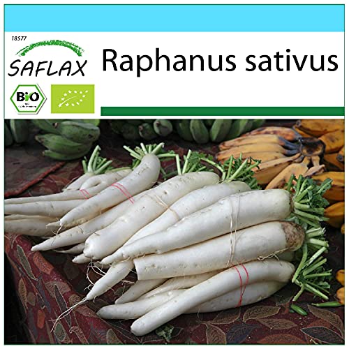 SAFLAX - Set regalo - Ecológico - Rábano - Daikon japonés - 100 semillas - Con caja regalo/envío, etiqueta para envío, tarjeta de felicitación y sustrato de cultivo - Raphanus sativus
