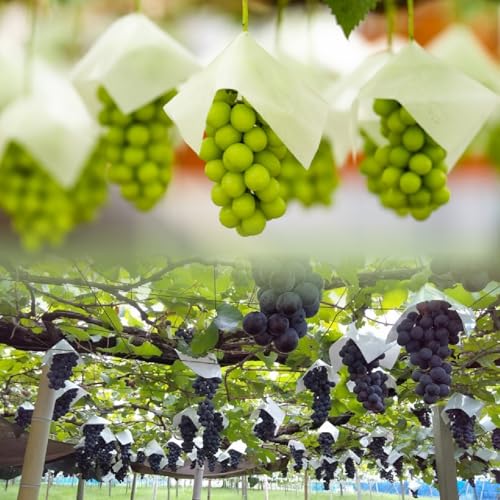 巨峰・シャインマスカット食べ比べセット[2026年8月中旬〜10月中旬頃、順次お届け予定](RC)B-438