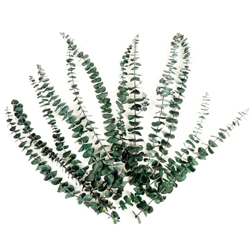 12 peças de eucalipto seco para pendurar no chuveiro, 43 cm, hastes de eucalipto preservadas, verde,